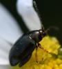 Psylliodes chrysocephala